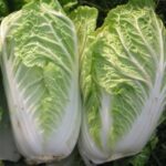 Chinese cabbage green