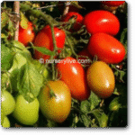 Tomato Imp Rio Granade -Indian Vegitables