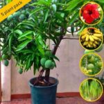 5 Most Sacred Plant To Keep At Home - Medicinal Plant