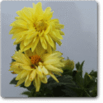 Dahlia (Yellow) - Ground Cover