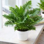 Tree Fern- Silver Lady Fern - Ground Cover