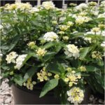 Lantana (White) - Ground Cover