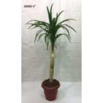 Artificial Plant 2000-V�