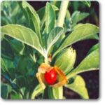 Ashwagandha� - Medicinal Plant