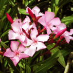 Kaner- Nerium Oleander (Pink- Single