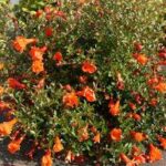 Ornamental Pomegranate Plant - Medicinal Plant