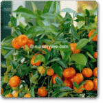 Ornamental Orange (Green Leaves)
