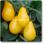 Tomato S Yellow Pear -Indian Vegitables
