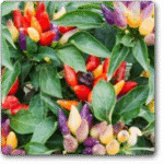 Chilli Ornamental Choice Mixed -Indian Vegitables