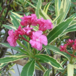 Kaner- Nerium Oleander (Variegated)