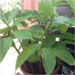 Costus igneus- Insulin� - Medicinal Plant