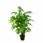 Artificial Maple Plant Big Lvs 2'