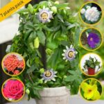 Rainbow Flowering Plant - Medicinal Plant