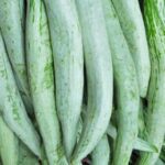 Snake gourd chachinda desi
