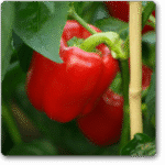 Capsicum Red Imported