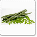 Moringa Oleifera- Drum Stick Rama PK - 115 -Indian Vegitables