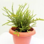 Nephrolepis Exaltata Teddy Junior (Green)