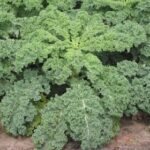Green Kale Edible Exotic Vegetable Seeds