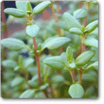 Thyme