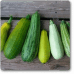 Squash Long Green