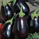 Egg Plant Black Beauty