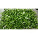 White Flower Leaves Tiles for Vertical Garden - Artificial Garden
