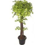 Artificial Mini Japanese Maple Topiary Plant Gr