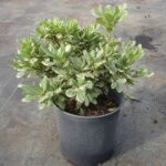 Pittosporum Tobira Variegatum�