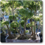 Ficus Multiroots 180-200cm