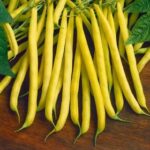 Dwarf Bean Golden Teepee