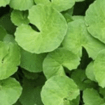 Brahmi- Gotu Kola- Mandukaprani- Sarswa - Medicinal Plant