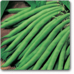 Pole Beans Selection Amira