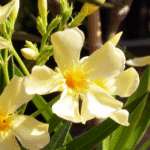Kaner- Nerium Oleander (Yellow- Single)