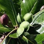 Badam- Indian Almond- Terminalia
