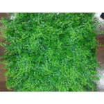 Green Hedge Leaves Tiles for Vertical Garden - Artificial Garden