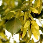 Sisham- Indian Rosewood� - Medicinal Plant