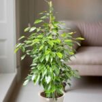 Ficus Benjamina- Weeping Fig�