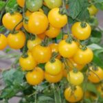Tomato Golden Currant -Indian Vegitables