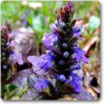 Bugleweed - Plant - Ground Cover