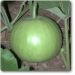 Bottle Gourd F1 Liya Round -Indian Vegitables