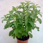 Stevia rebaudiana - Medicinal Plant