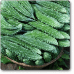 Bitter Gourd F1 Santur -Indian Vegitables