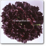 Lettuce F1 Dark Black Rose Exotic Vegetable Seeds