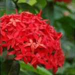 Ixora Long- Singapuri Ixora (Red)
