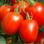 Tomato Imp Rio Granade