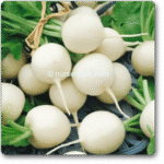 Radish Imp. White Globe Exotic Vegetable Seeds