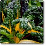 Swiss Chard Yellow