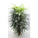 Artificial Rhapis Gracilis Real Touch Plant x 42 Lvs, 5'