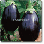 Egg Plant Black Beauty -Indian Vegitables