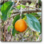 Kuchla� - Medicinal Plant